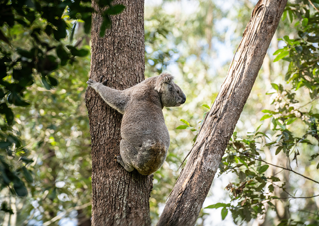 Maximus the Koala released back to Woogaroo Forestl.